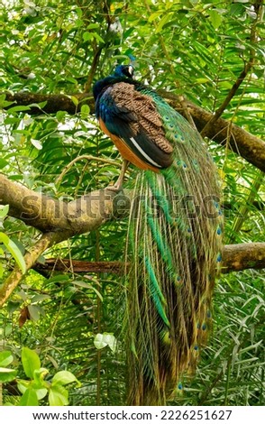 A peacock preening his beautiful feathers while resting on tree branch.