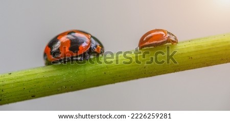 Three ladybugs on the green leaf after rain 