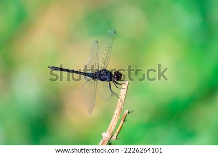 Closeup shot of a dragonfly on a blurred background
