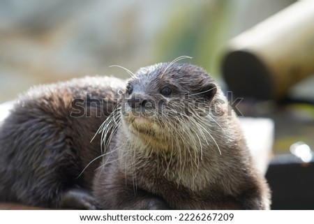 Asian small clawed otter looking out at the world