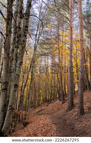 Trees are left in the fall season in the forest