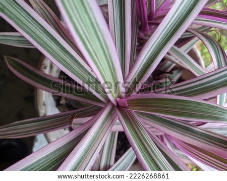 Tradescantia spathacea Sw., Boat Lily, Boat Plant