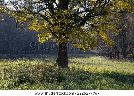 Back lit tree with golden autumm colors