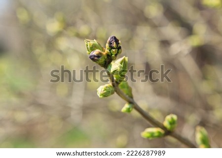 A tree branch with swollen buds before the leaves open in early spring. Spring tree branch before flowering during the first warmth.