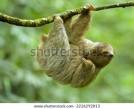 three-toed or three-fingered sloths from Costa Rica Royalty-Free Stock Photo #2226292813