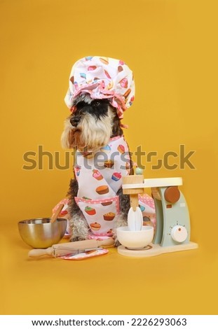 funny pastry dog chef in color background 