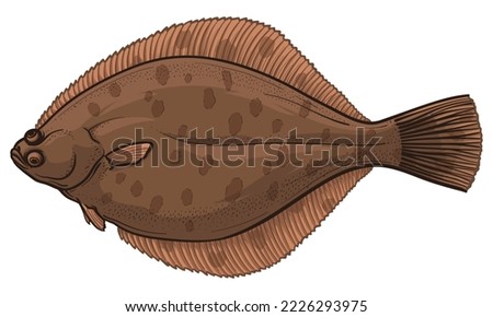 Vector illustration of flounder. Flatfish isolated on a white background. Royalty-Free Stock Photo #2226293975