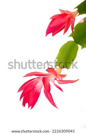 the flower of The Schlumbergera Flower (called Christmas cactus, Thanksgiving cactus, crab cactus, holiday cactus) Royalty-Free Stock Photo #2226309045