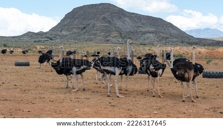 African ostriches at an ostrich farm in the semi desert landscape of Oudtshoorn, South Africa Royalty-Free Stock Photo #2226317645