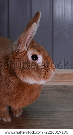 Red rabbit standing sideways, vertical photo, portrait at eye level. Adult young male Burgundy rabbit indoors. Symbol of the year