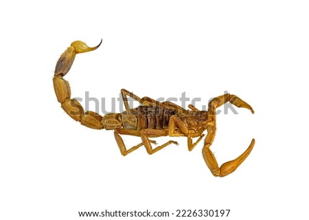 Brown striped bark scorpion (Centruroides vittatus) isolated on white background with clipping path. Macro photography, focus stacking