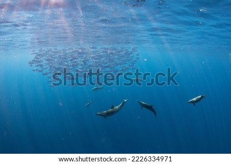 Spotted dolphins hunt a school of fish