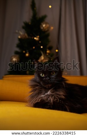 Black maine coon cat lies on sofa against background of Christmas tree.