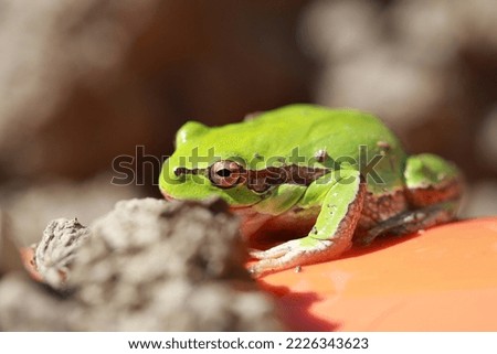 Close-up of a green frog in nature
