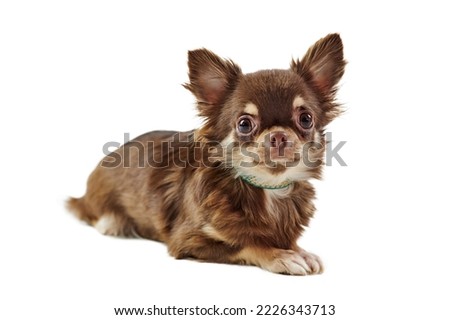 Sitting short haired brown chihuahua dog with big ears isolated on white background, cute adorable little chihuahua dog. Funny chihuahua dog breed thoughtfully looks around