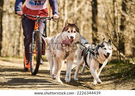 Running Siberian Husky sled dogs in harness pulling scooter on autumn forest dry land, outdoor Husky dogs scootering. Autumn dog scootering championship in woods of running Siberian Husky dogs Royalty-Free Stock Photo #2226344439