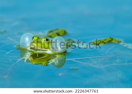 Marsh frog (Pelophylax ridibundus) inflating its vocal sacs in a pond in early spring. Alsace, France. Royalty-Free Stock Photo #2226347761
