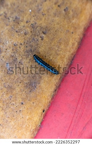 Small black caterpillar crawling over a plastic surface.