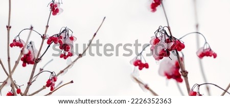 Covered with snow and ice red viburnum berries on a bush on a light background
