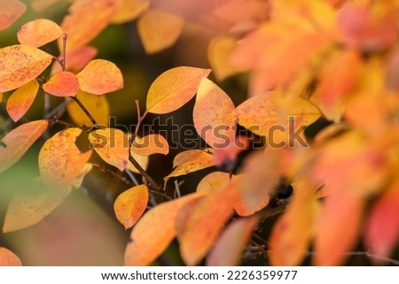 Autumn yellow and red vibrant leaves branches close-up with blurred background. Autumnal forest in orange and yellow colors, nature details