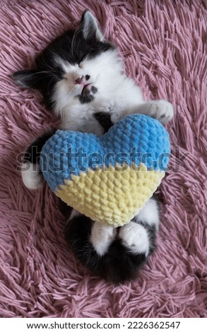 white and black kitten sleeps lying on his back on pink soft pillow. Holds yellow-blue knitted heart with its paws. Rest of domestic cat, cozy childhood of pets. Support Ukraine, peace for Ukrainians