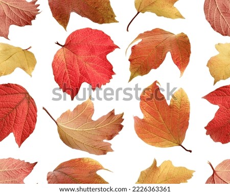 autumn viburnum leaves on a white background, seamless pattern.