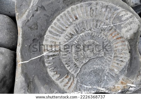 close up of a large fossilized Ammonite exposed in a rock on a pebble beach in the UK   Royalty-Free Stock Photo #2226368737