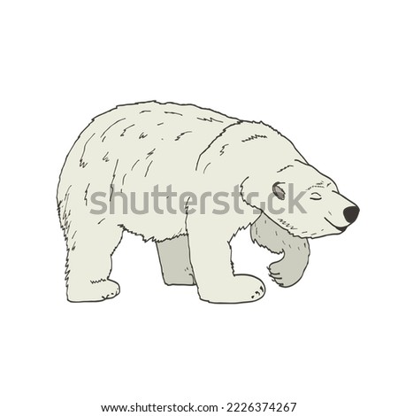 Hand-drawn vector North Atlantic bear