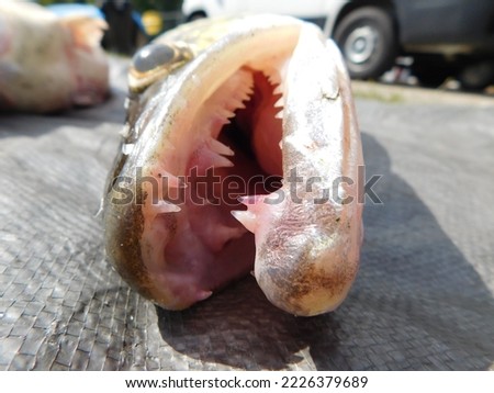 Sander lucioperca zander, sander or pikeperch, is a species of ray-finned fish from the family Percidae which includes the perches, ruffes and darters. It is found in freshwater and brackish habitats	 Royalty-Free Stock Photo #2226379689