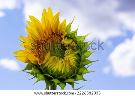 a young unopened sunflower grows in a field. sunflower cultivation concept.