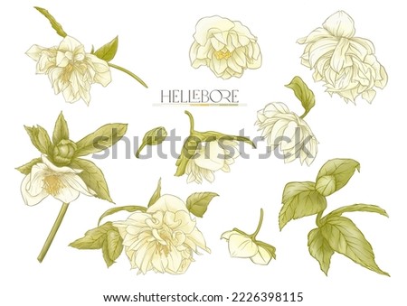 White hellebore flowers, the first spring flowering ranunculus. Spring floral motif. Clip art, elements for design. Vector illustration. In art nouveau style, vintage, botanical style