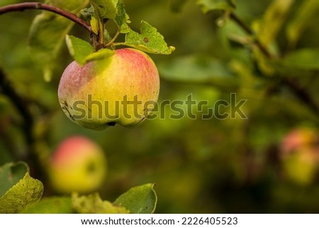 ripe apples from polish orchard