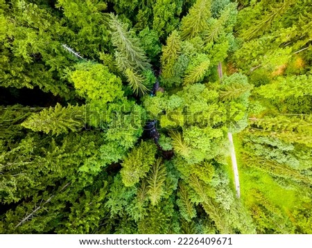 Aerial, drone shot of spruce trees, fly over a coniferous forest, Low Tatras, Slovakia