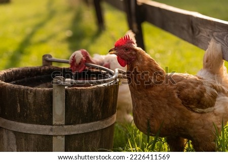 Young hen drinking water from wooden pot on ground, birds posing in fresh grass at free range yard, red comb on head, summertime. Horizontal orientation, countryside, sunset, Europe, SHOTLISTeco Royalty-Free Stock Photo #2226411569