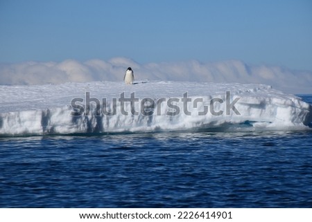 Single Adélie penguin waddling on an iceberg