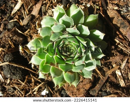 thriving succulent plant basking in the sun