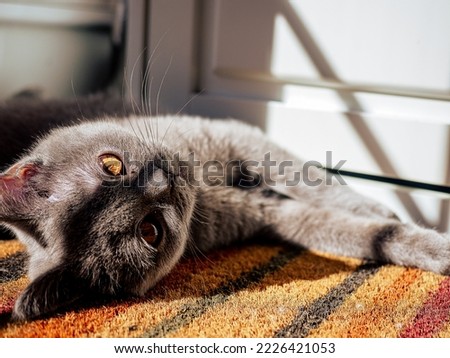 a british shorthair cat, lying on a mat looking at the camera, lying on a mat