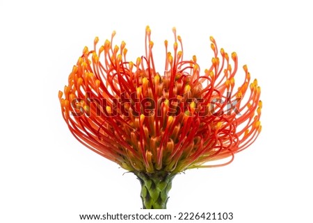 Pincushion protea (red leucospermum) horizontally isolated on wh Royalty-Free Stock Photo #2226421103