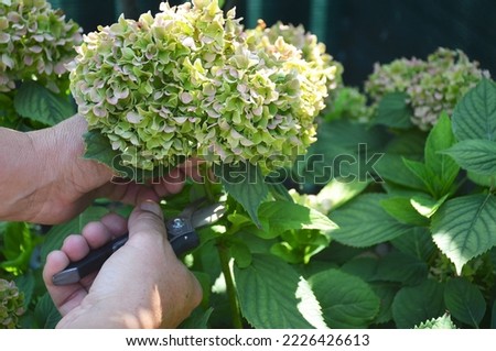 Deadheading hydrangea flowers. Man with secateurs cutting hydrangea macrophylla flower Royalty-Free Stock Photo #2226426613