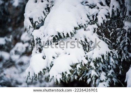 Close-up of snowy winter landscape. Snow covered trees in forest. Low Tatras National Park Slovakia. Christmas postcard.