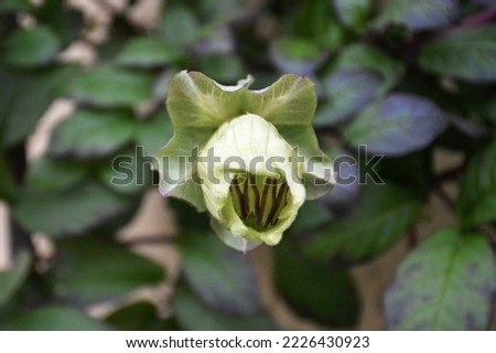 Cup-and-Saucer vine, Cathedrall bells or Cobaea scandens	