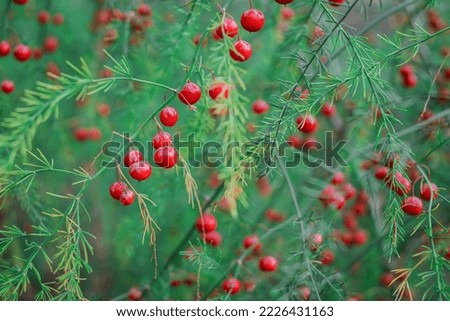 Berry of a garden asparagus Asparagus officinalis with a green b Royalty-Free Stock Photo #2226431163