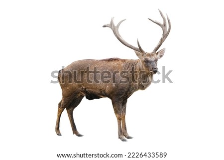 The spotted deer, chital deer, or axis deer with huge horns is isolated on white background. Deer close up full lenght. Royalty-Free Stock Photo #2226433589