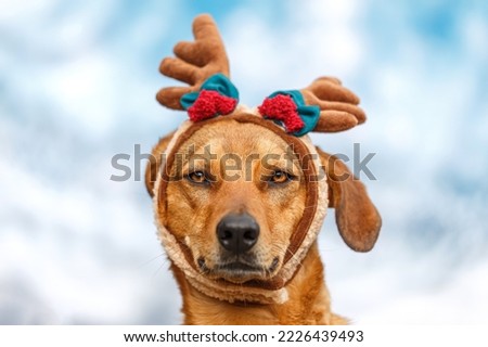 Cute portrait of a brown mongrel dog wearing a funny christmas costume in front of a blue background
