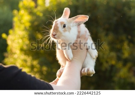 Young male gotland rabbit being held up in the air