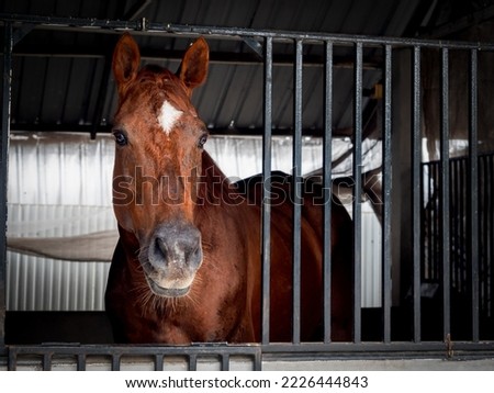 A brown horse with white spot on the head standing in a stable locked cage, looking at camera.