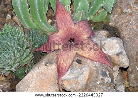 Starfish cacti, Stapelia grandiflora, also more morbidly called the carrion flower. The carrion smell serve to attract various pollinators, especially flies. Royalty-Free Stock Photo #2226445027