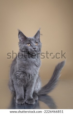 Maine Coon Kitten on a beige background. cat portrait in photo studio