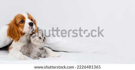 Puppy king charles spaniel lying on bed next to kitten of scottish breed. Stretched panoramic image for banner Royalty-Free Stock Photo #2226481365