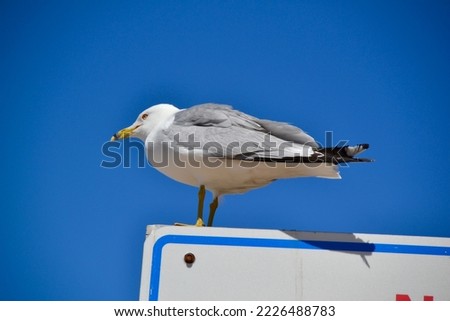 Ring-billed Gull (Larus delawarensis) perched on sign hiking trail at Awenda during Spring